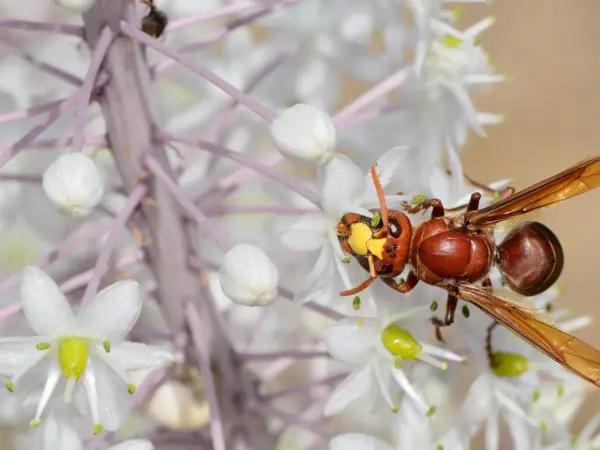 Frelon oriental (Vespa orientalis) sur une inflorescence blanche de scille maritime