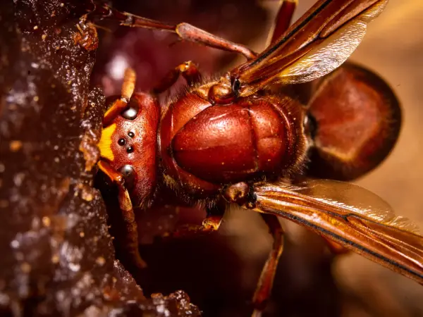 Gros plan d’un frelon oriental : thorax brun-roux, face jaune et bande jaune sur l’abdomen