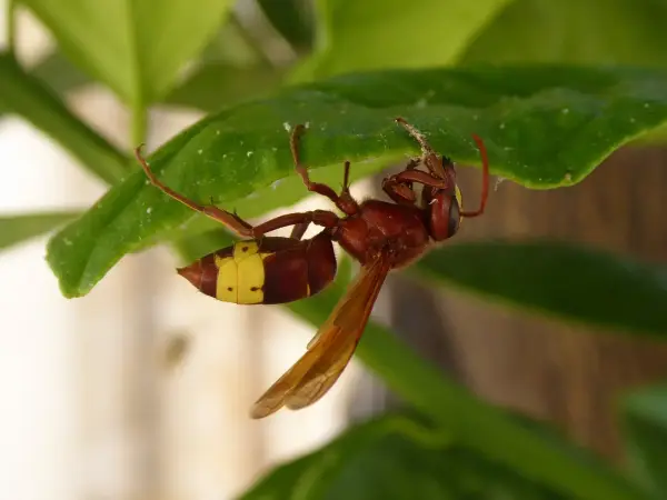 Frelon oriental vu de profil sur une feuille, montrant la bande jaune de l’abdomen
