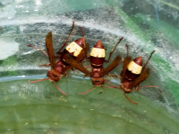 Trois frelons orientaux buvant au bord d’un récipient d’eau