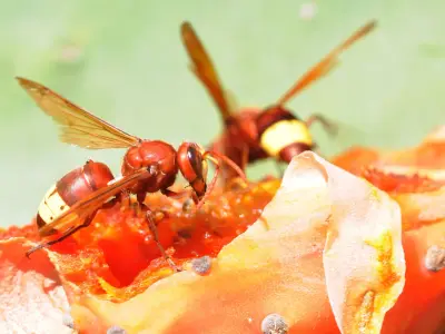 Frelons orientaux se nourrissant d’une figue de Barbarie très mûre