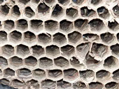 Rayon de cellules en papier mâché d’un nid de frelon oriental